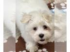 Maltese PUPPY FOR SALE ADN-844131 - Elvis