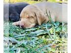 Labrador Retriever PUPPY FOR SALE ADN-844068 - AKC Labrador Retrievers