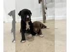 Boxador PUPPY FOR SALE ADN-844141 - Lab Boxer Pit Mix