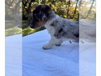 Dorgi PUPPY FOR SALE ADN-844134 - Dorgi Puppies