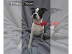 Boston Terrier PUPPY FOR SALE ADN-844124 - PENDING