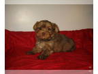 Yorkshire Terrier PUPPY FOR SALE ADN-844099 - Brown Girl