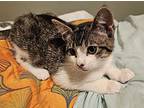 Harlequin, Domestic Shorthair For Adoption In Bellingham, Washington