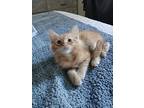 Simba, Domestic Mediumhair For Adoption In Milpitas, California