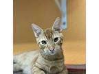 Kubo, Domestic Shorthair For Adoption In Fresno, California