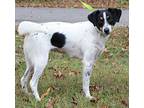 Dawn 40722, Jack Russell Terrier For Adoption In Prattville, Alabama