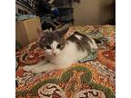 Chili Spice, Domestic Shorthair For Adoption In Trenton, New Jersey