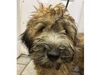 Durum Wheat Dolly, Wheaten Terrier For Adoption In Mishawaka, Indiana