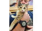 Missy, Calico For Adoption In Anaheim, California