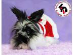 Orca, Lionhead For Adoption In Wilmington, North Carolina