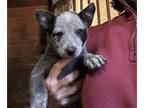 Australian Cattle Dog PUPPY FOR SALE ADN-844308 - Australian Cattle Dog Blue