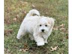 Maltipoo PUPPY FOR SALE ADN-844180 - Maltipoo Boy