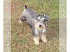 Schnauzer (Miniature) PUPPY FOR SALE ADN-844244 - Miniature Schnauzer