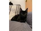 Vivek, Domestic Shorthair For Adoption In New York, New York