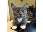 Kitten Reese, Domestic Shorthair For Adoption In Seal Beach, California