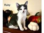 Kitten Ruby, Domestic Shorthair For Adoption In Seal Beach, California