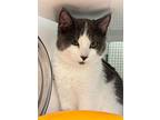 Tex Maung, Domestic Shorthair For Adoption In St. Paul, Minnesota