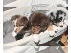 Australian Shepherd PUPPY FOR SALE ADN-844566 - Sweet treats