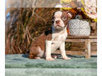 Boston Terrier PUPPY FOR SALE ADN-844570 - Gorgeous Boston Terrier Puppies