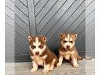 Siberian Husky PUPPY FOR SALE ADN-844513 - Beautiful Husky puppies