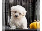 Bichon Frise PUPPY FOR SALE ADN-844541 - AKC Bichon Frise