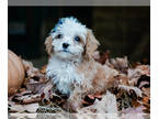 Cavapoo-Poodle (Miniature) Mix PUPPY FOR SALE ADN-844482 - Sherlock Cavapoo Pup