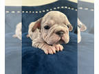 French Bulldog PUPPY FOR SALE ADN-844380 - VELVET LILAC MERLE FEMALE