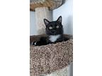 Eclipse, Domestic Longhair For Adoption In Ogden, Utah