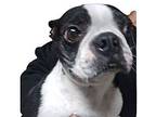 Layne Abeley-tennessee, Boston Terrier For Adoption In Maryville, Tennessee