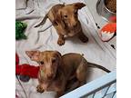 Ferdinand, Dachshund For Adoption In Beebe, Arkansas