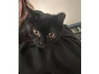 Salem, Domestic Shorthair For Adoption In Spring Lake, New Jersey