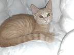 Inferno, Domestic Shorthair For Adoption In Plymouth, Minnesota