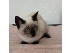 Bic, Siamese For Adoption In Austin, Texas