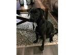 Jake, Labrador Retriever For Adoption In Anderson, South Carolina