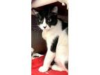 Fedora, Domestic Shorthair For Adoption In West Palm Beach, Florida