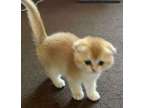 NMK scottish fold kittens