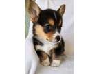 GAFILAK Pembroke Welsh Corgi Puppies For You