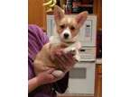 ZRAGAKI Pembroke Welsh Corgi Puppies For You