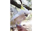 HAUJAJA Umbrella Cockatoo Parrots Available Now