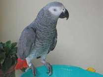 XADGAHA Congo African Grey Parrots Available Now