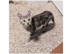 Talia, Domestic Shorthair For Adoption In Kalamazoo, Michigan