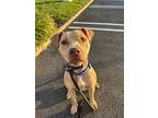 Woody Athens, American Pit Bull Terrier For Adoption In Rockaway, New Jersey