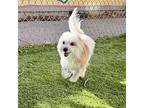 Cufflink, Terrier (unknown Type, Medium) For Adoption In Oakland, California