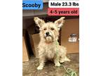 Scooby, Terrier (unknown Type, Medium) For Adoption In Boulder, Colorado