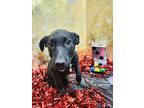 Blackjack, Labrador Retriever For Adoption In New London, Wisconsin