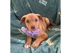 Daisy Lou, Labrador Retriever For Adoption In Pittsboro, North Carolina