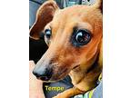 Tempe, Dachshund For Adoption In Bensalem, Pennsylvania