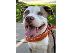 Brennan, Staffordshire Bull Terrier For Adoption In Dana Point, California