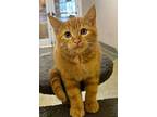 Tatertot, Domestic Shorthair For Adoption In Fresno, California