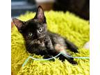 Enid, Domestic Shorthair For Adoption In Mooresville, North Carolina